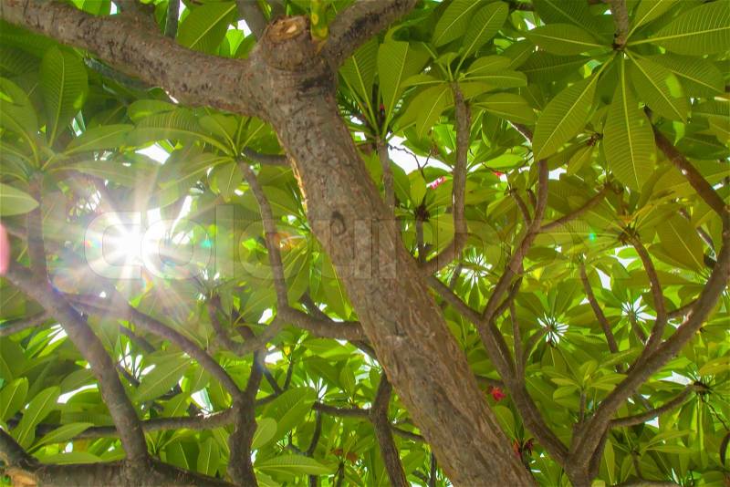 Sunlight through a tree. In the afternoon sun through the treetops of the tropical tree came, stock photo
