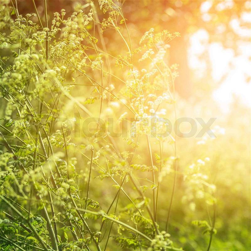 Fine art, dreamy forest, field of wild frowers, abstract floral background, bright sun light, autumn season, beautiful nature , stock photo