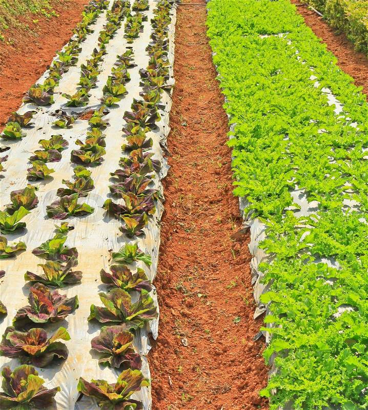 Vegetable plots, stock photo