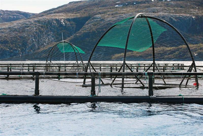 Norwegian fish farm cages for salmon growing in fjord, stock photo