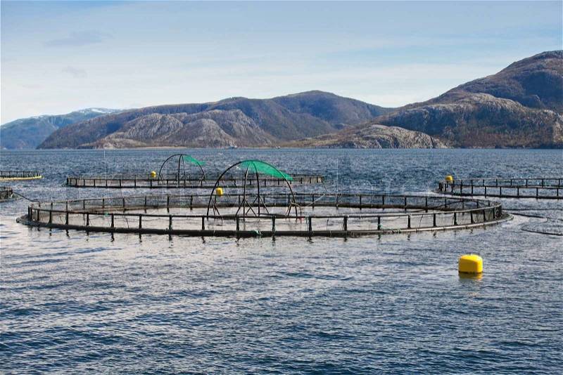 Norwegian fish farm with round cages for salmon growing in fjord, stock photo