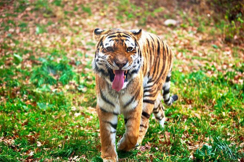 Siberian tiger walks with open mouth. Wild animal in nature, stock photo