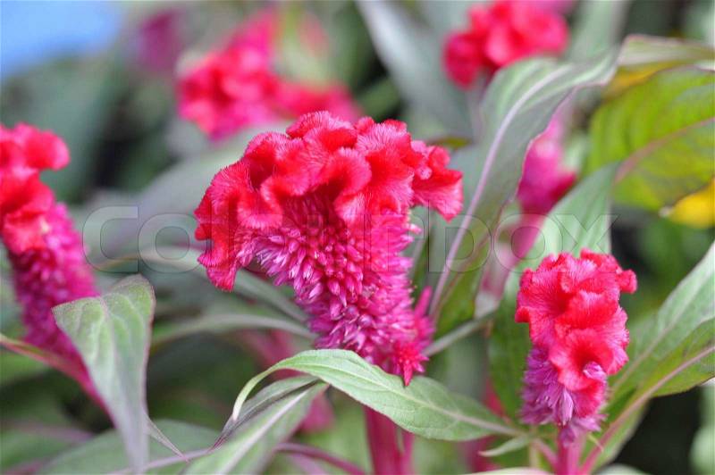 The Cockscomb flower or Chinese Wool Flower in a garden, stock photo