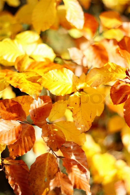 Beautiful yellow and orange autumn leaves and sunshine , stock photo