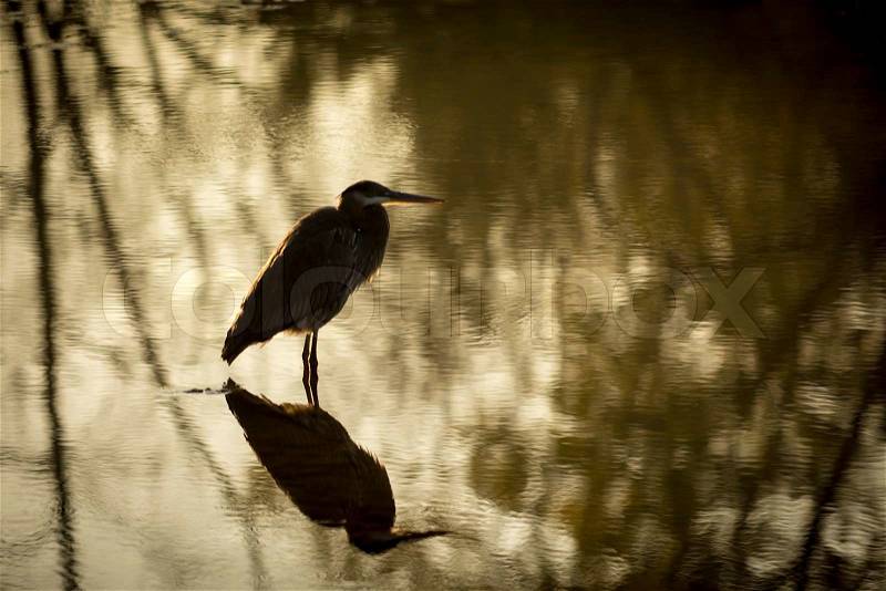 Photo of a Great Blue Heron as it hunts motionless for fish. Taken on the Sceninc Maumee river in Northwest Ohio, stock photo