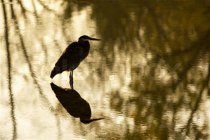 Photo of a Great Blue Heron as it hunts motionless for fish in the glow of the morning sun. Taken on the Sceninc Maumee river in Northwest Ohio, stock photo