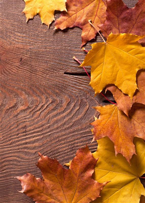 Autumn border on wood, stock photo