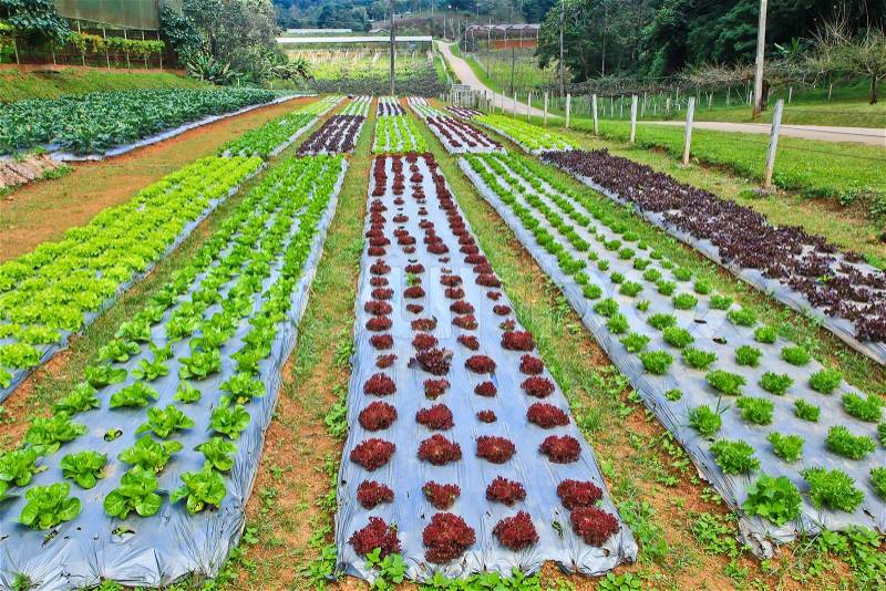 Vegetable plots, stock photo