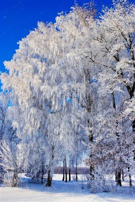Birch trees,bushes,twigs,in the white snow,covered with hoar frost,on the background of the blue sky, stock photo