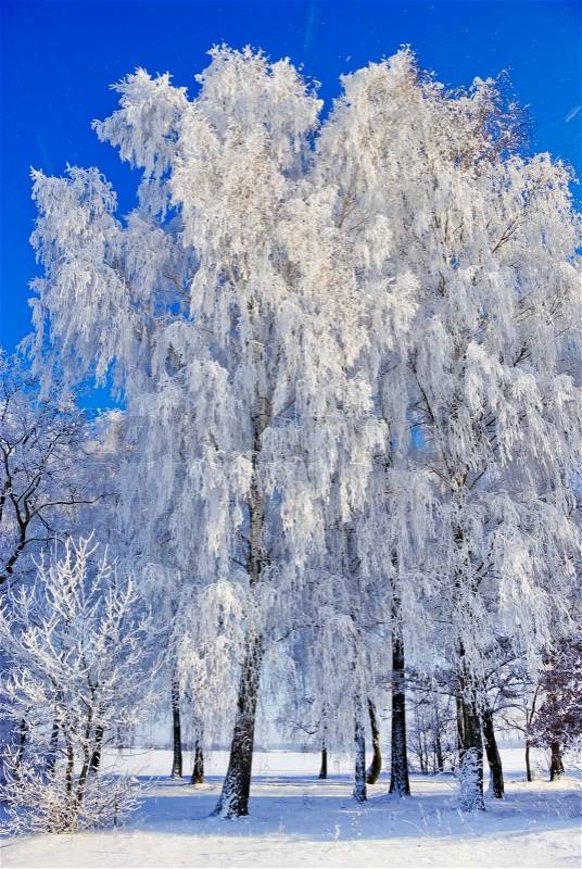 Birch trees,bushes,twigs,in the white snow,covered with hoar frost,on the background of the blue sky, stock photo