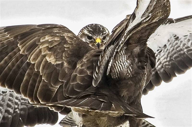 Buzzards in combat, stock photo