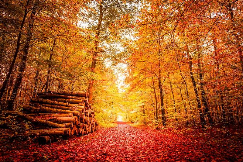 Shoe heaven!!!!  8081126-autumn-forest-with-golden-colors