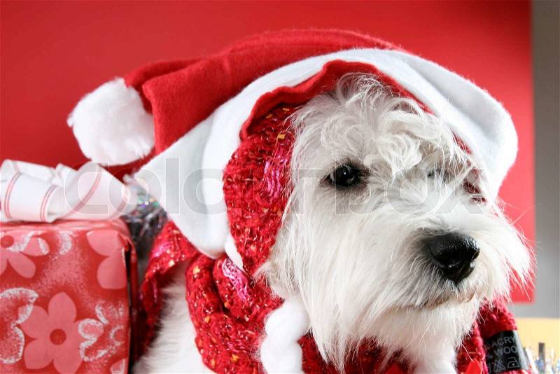 White puppy dressed in santa claus costume, stock photo
