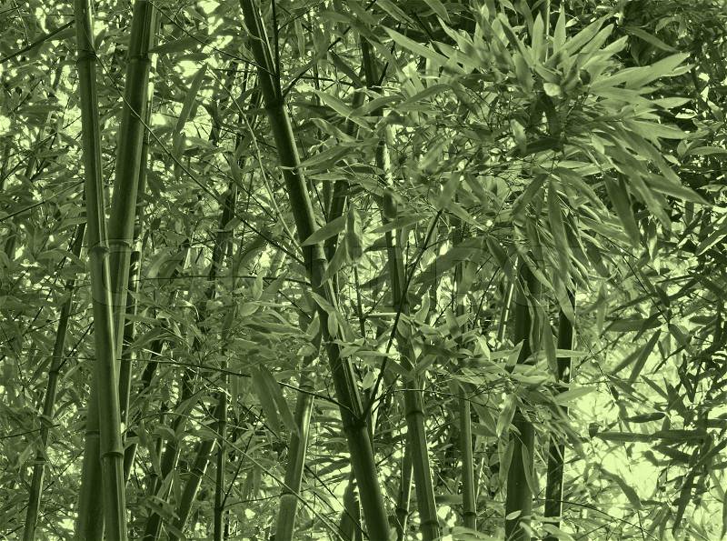 Bamboo jungle in green color, stock photo