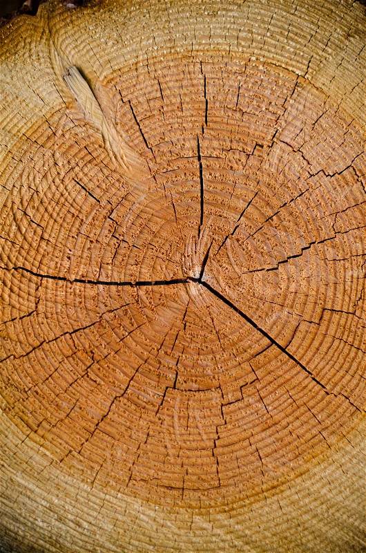 Crack wood spiral, stock photo