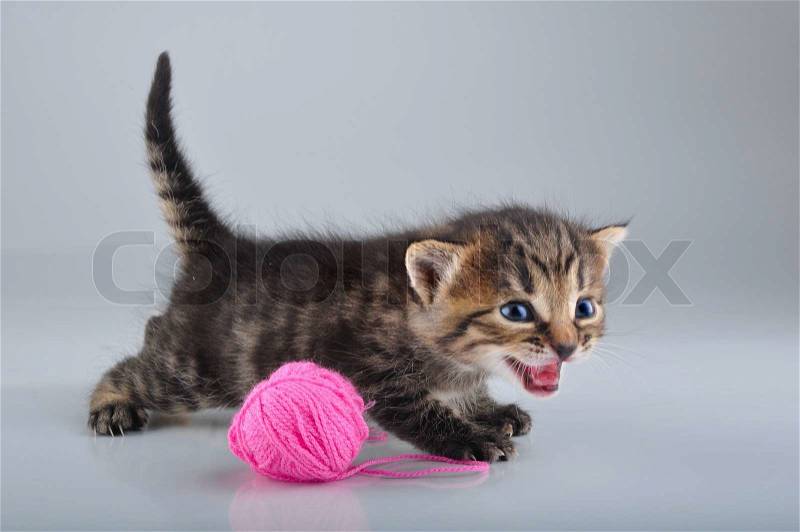Funny little kitten playing with a woolball . Studio shot, stock photo