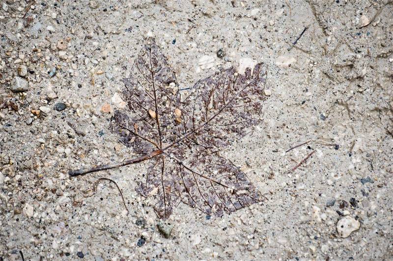 Leaf in the mud and stones looks like aged fossil, stock photo