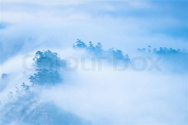 Morning mist at mountains and trees. Beautiful sunrise at tropical landscape with fog at tea plantation. Munnar, Kerala, India. Nature background, stock photo