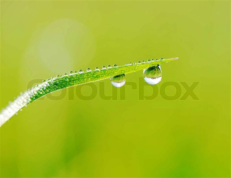 Drops of dew, stock photo