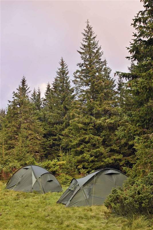Tent camp in the downy fir forest, stock photo
