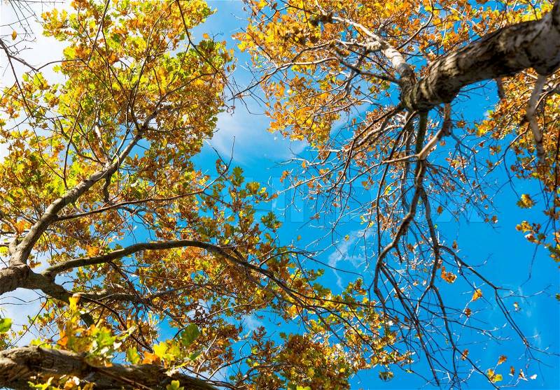 Crown of autumn tree on a background of blue sky, stock photo
