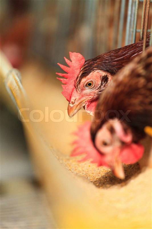 Eggs chicken farm , stock photo