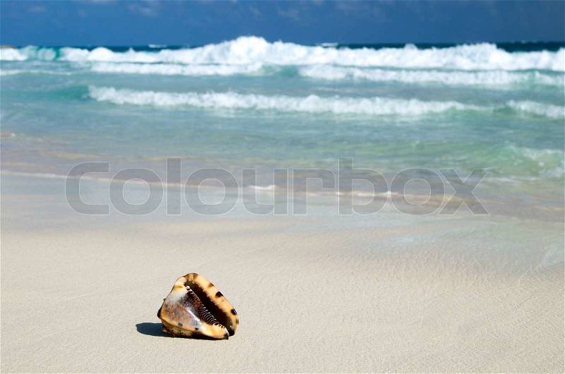 Seashell on the caribbean beach, stock photo