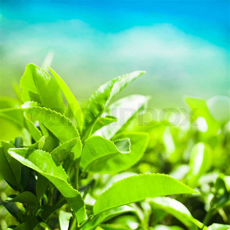 Tea leaves at plantation landscape under blue sky. Munnar, Kerala, India. Nature background, stock photo