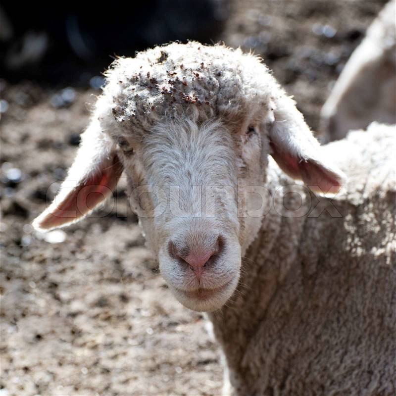White sheep from Indian highland farm in Ladakh, stock photo