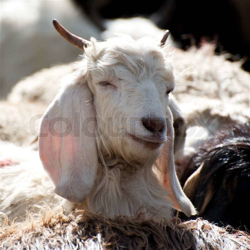 White kashmir pashmina goat from Indian highland farm in Ladakh, stock photo