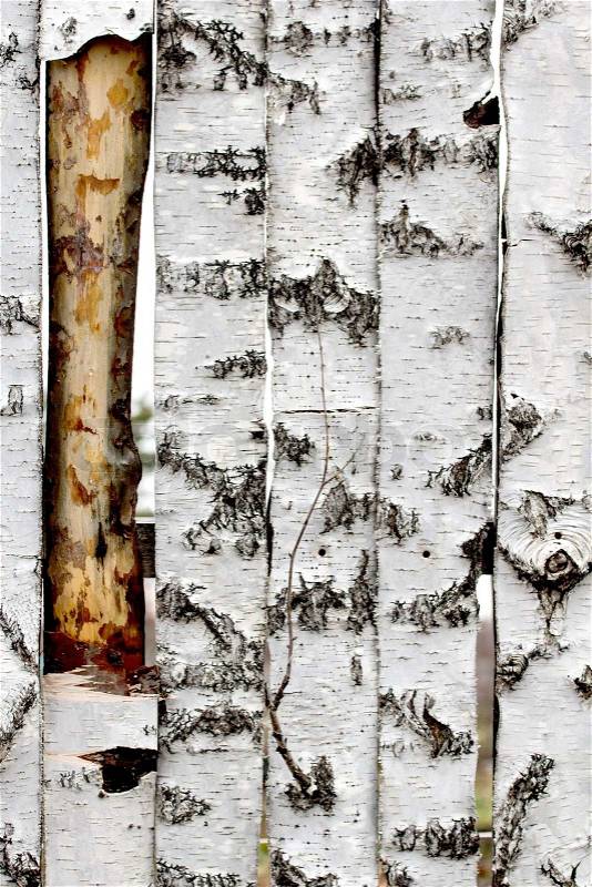 Birch wood fence texture, stock photo