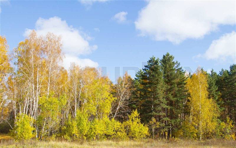Autumn forest landscape / green, yellow, orange, red, stock photo