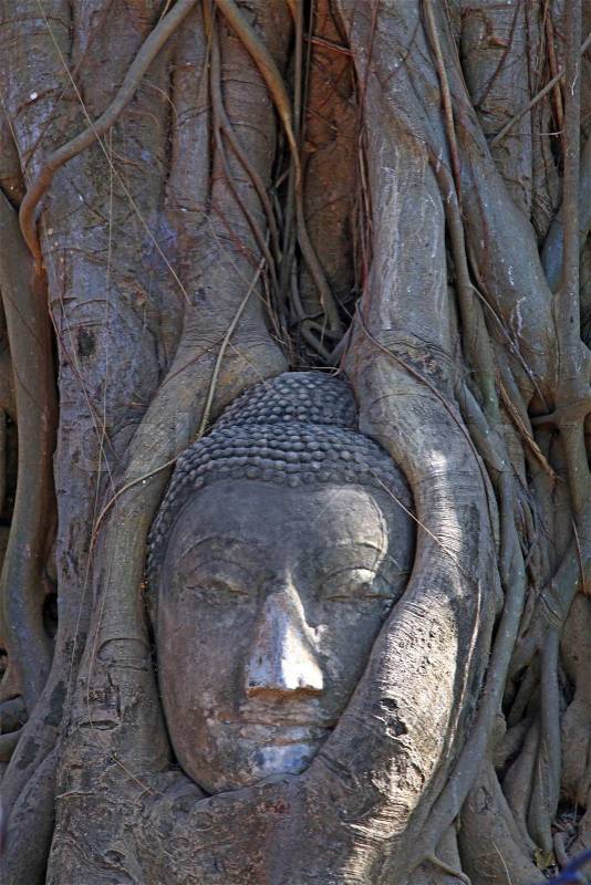 Buddha head in tree root, stock photo