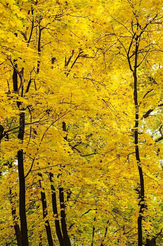 Golden forest, stock photo