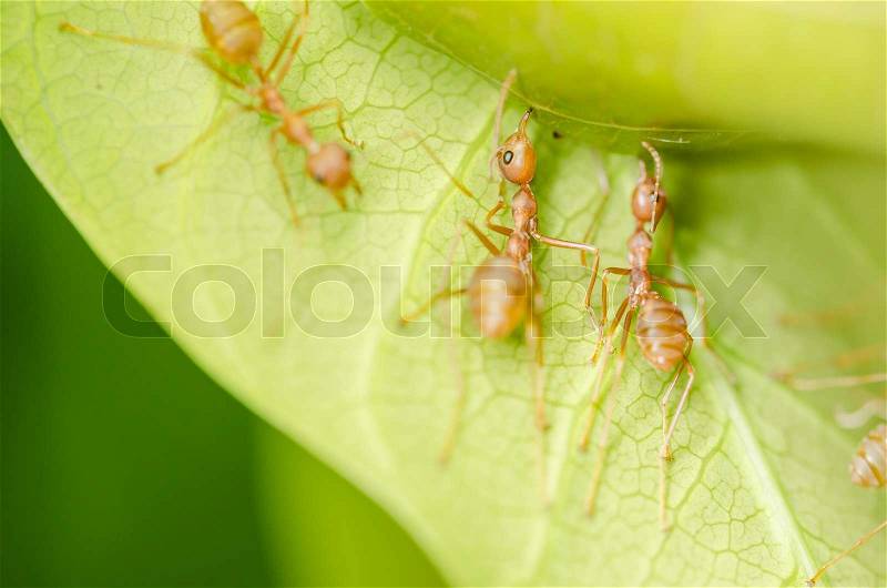 Red ants teamwork on leaf in the team concept, stock photo