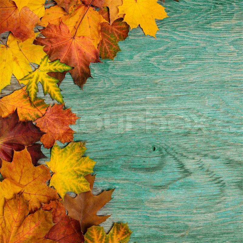 Frame from vivid colorful autumn leaves on the grunge wooden cyan desk, vintage seasonal background, stock photo