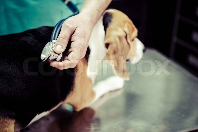 Dog at the vet in the surgery preparation room, stock photo
