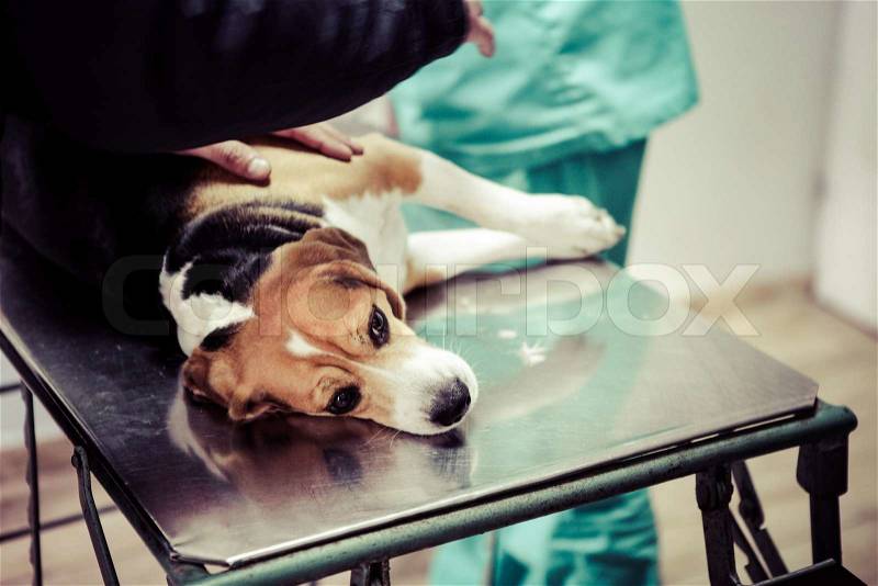 Dog at the vet in the surgery preparation room, stock photo