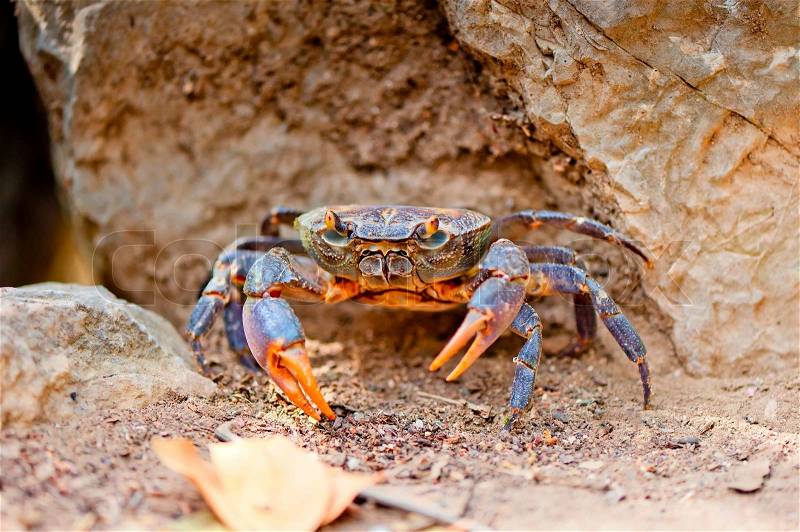 large crab on the beach between the rocks, stock photo