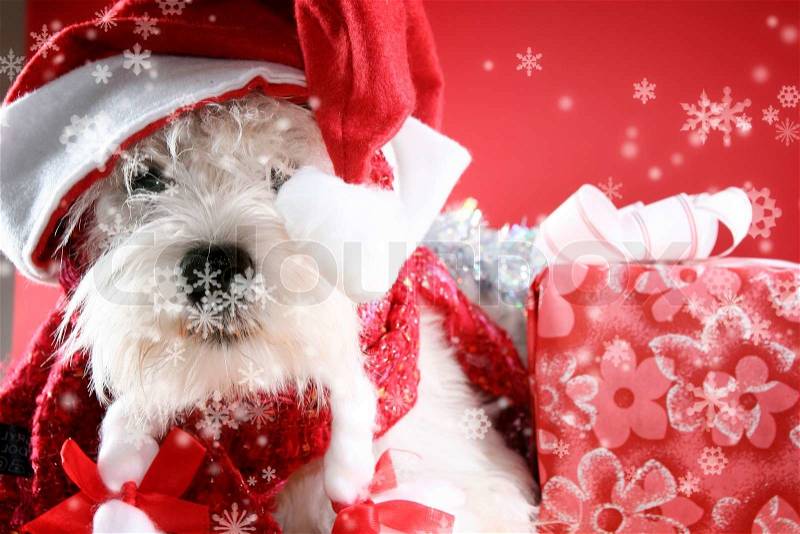 White puppy dressed in santa claus costume, stock photo