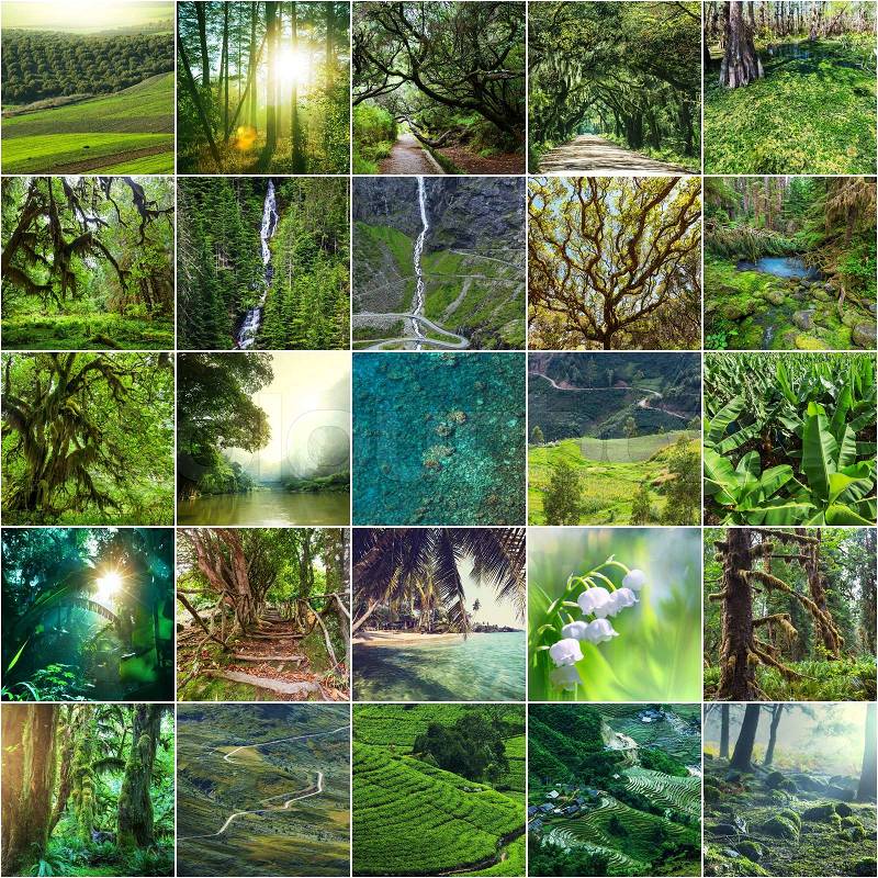 Green collage, stock photo