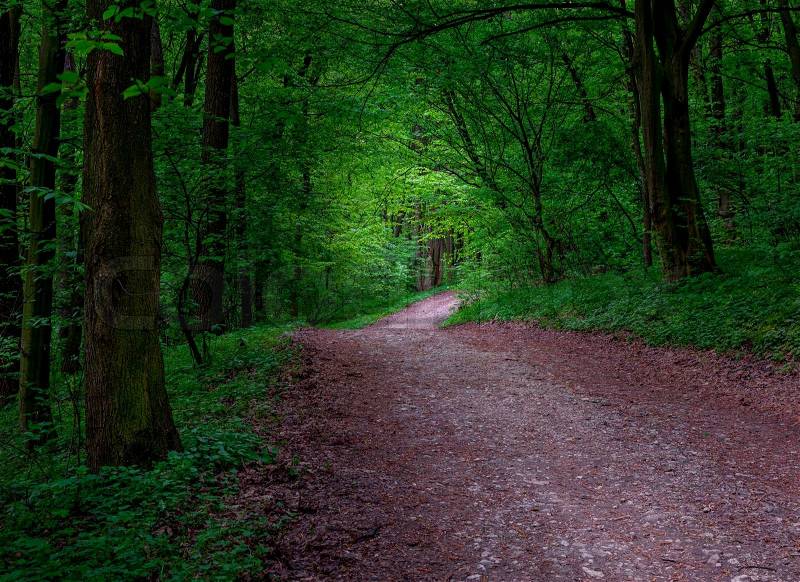 Road in a mystical dark forest, stock photo