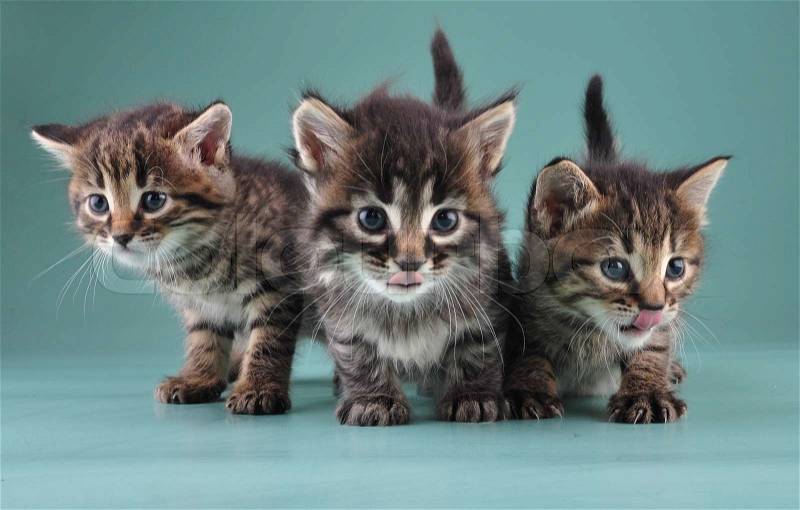 Group of three little kittens together . Studio shot, stock photo