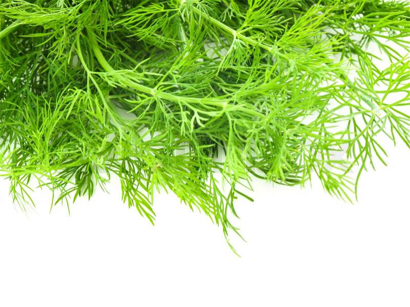 Fresh twigs of green dill isolated on white background, stock photo