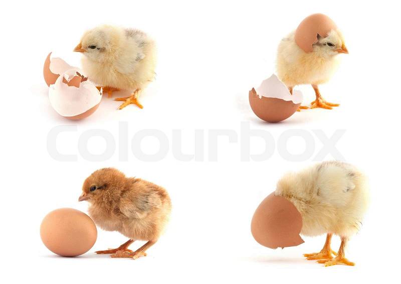 The set of yellow small chicks with egg isolated on a white background, stock photo