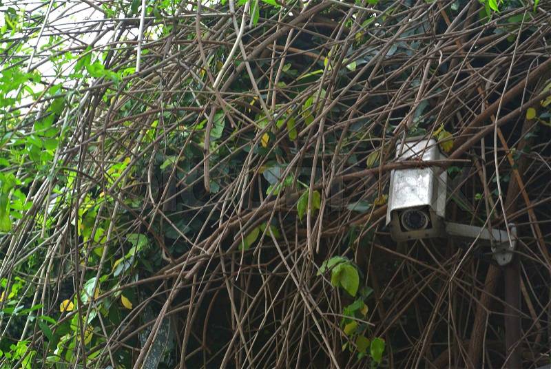 Surveillance camera hidden among branches, stock photo