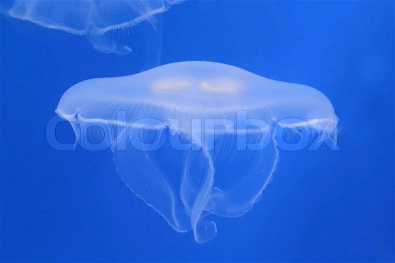 Moon jellyfish in the water, stock photo
