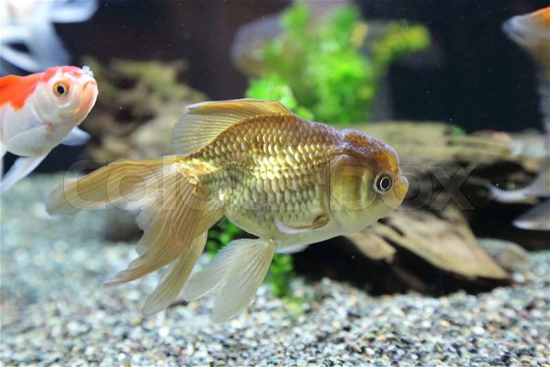 Brown gold fish in the tank, stock photo