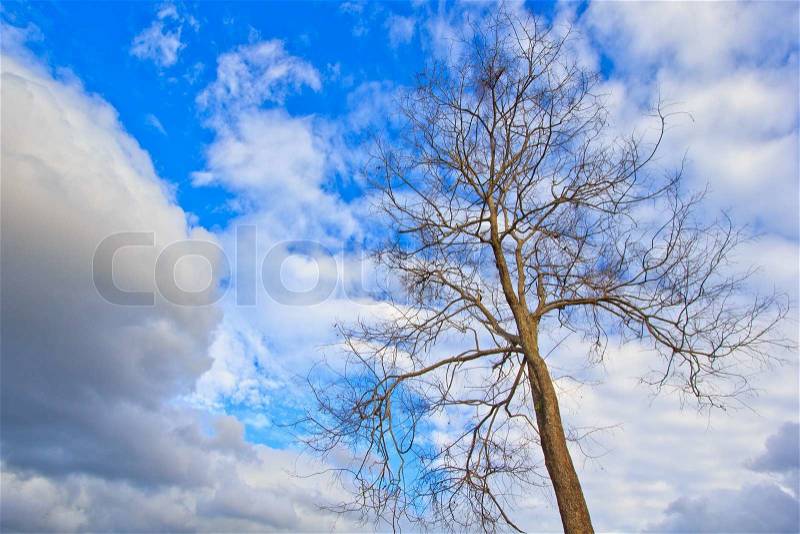 Dead trees in Forest and jungle background, stock photo