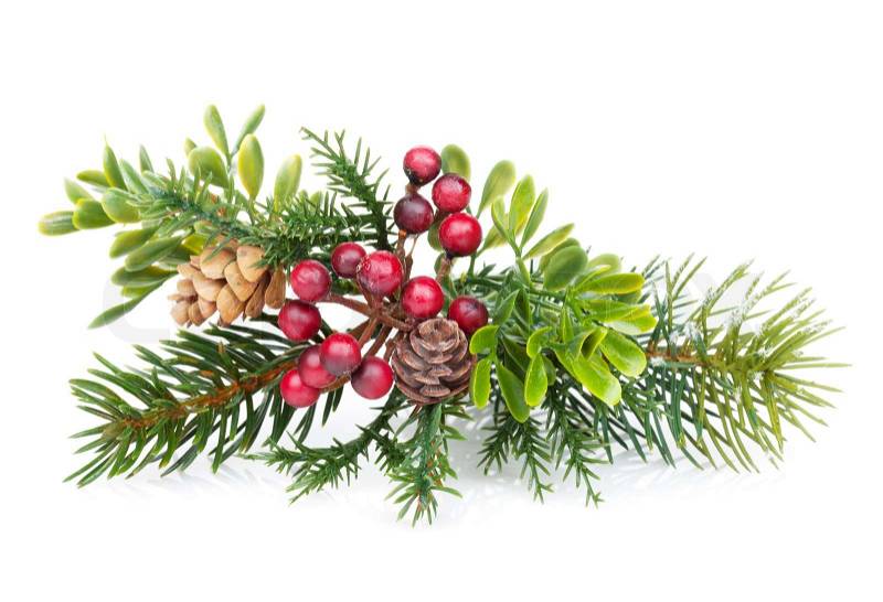 Christmas tree branch with holly decor. ... | Stock Photo ...
